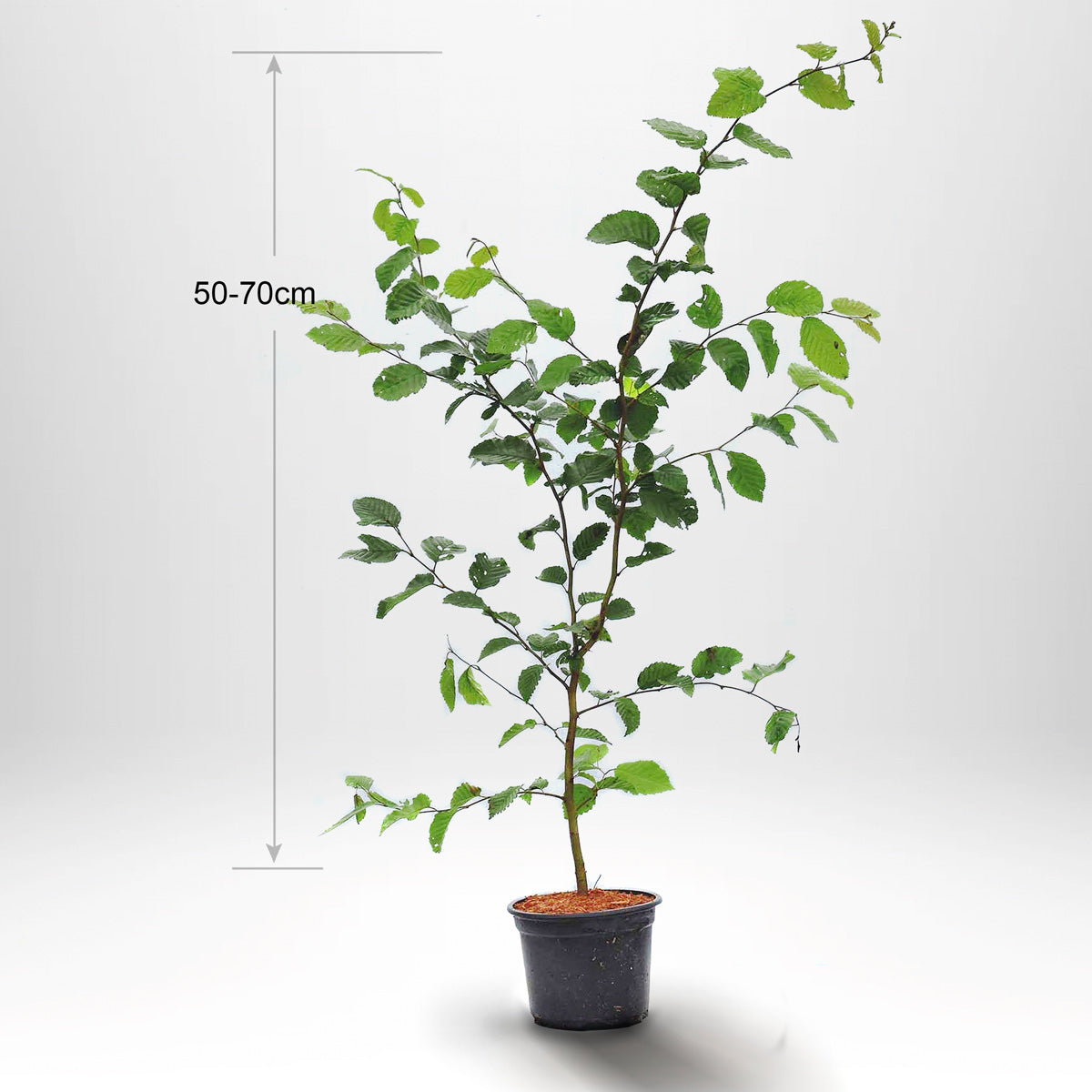 Agnbøk, Pottedyrket 50-70 cm Co 2-3